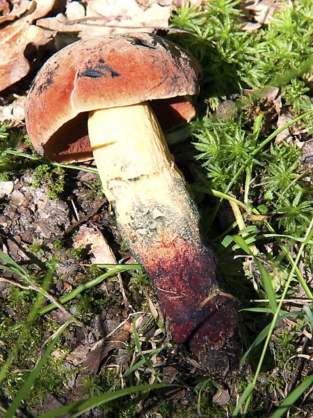 Boletus Queletii